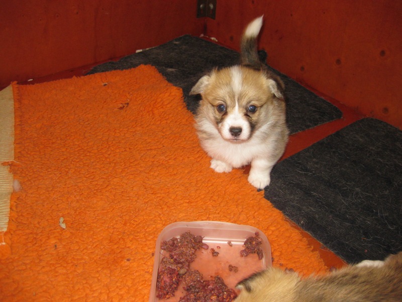 Puppies